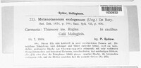 Melanotaenium endogenum image